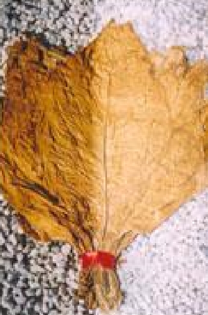 Light Air-Cured Tobacco