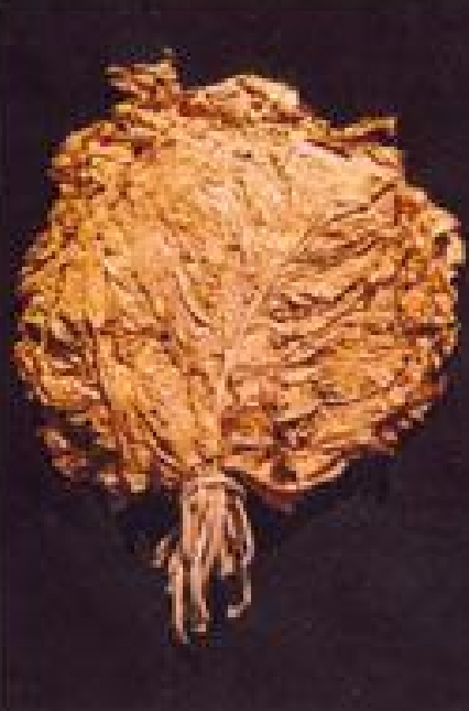 Dark Sun Cured Rustica Tobacco (Black Leaf)