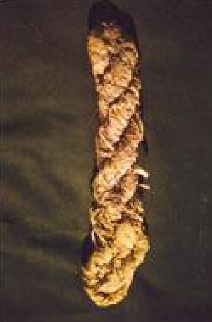 Sun Cured Rustica Tobacco (White Patta)