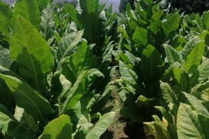 Sun Cured Rustica Tobacco (White Patta)