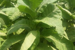 Sun Cured Rustica Tobacco (White Patta)