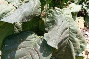 Sun Cured Rustica Tobacco (White Patta)